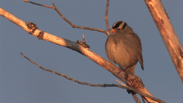 White-crowned Sparrow - ML467682