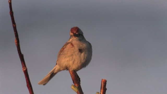 American Tree Sparrow - ML467684