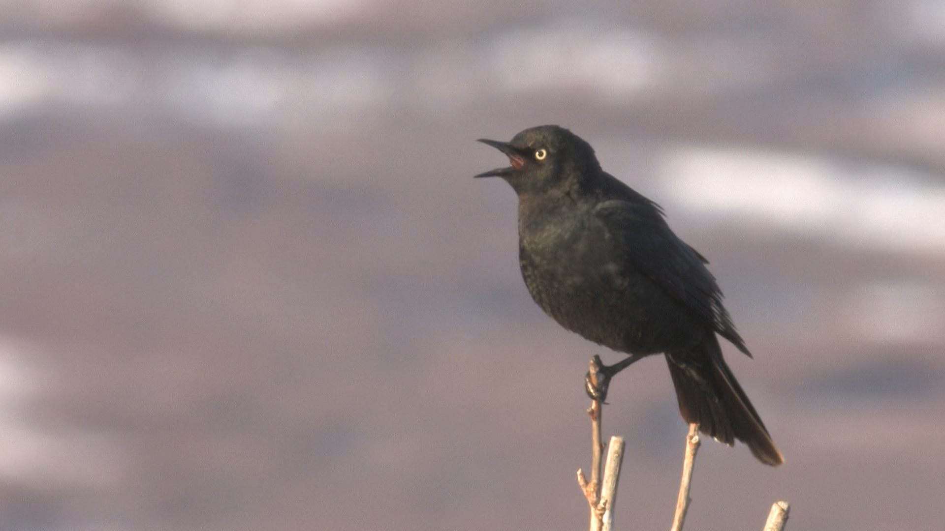 Blackbird Species in Alberta Nature Blog Network