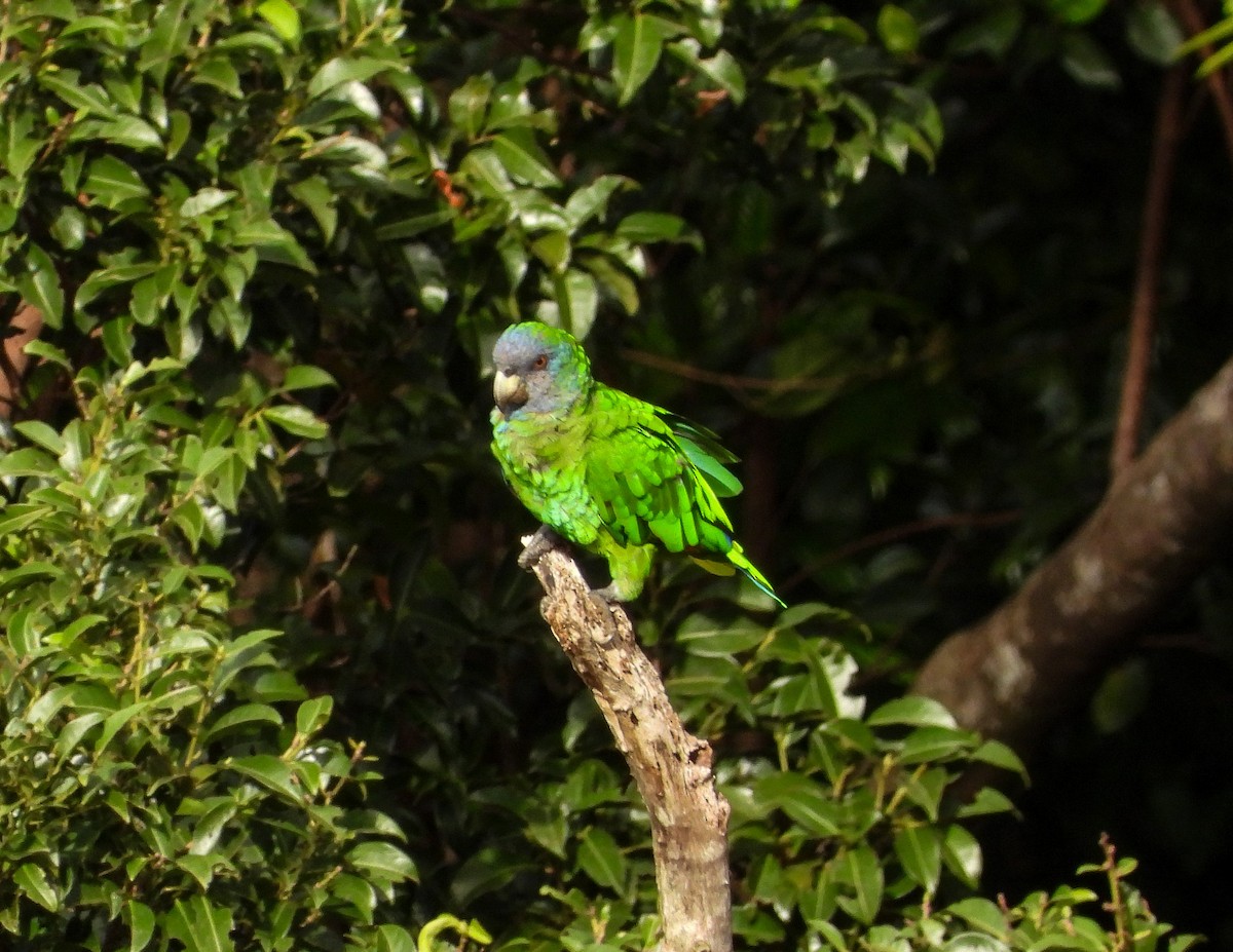 Red-necked Parrot - ML467689191