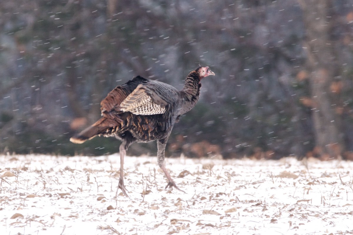 Wild Turkey - Ian Jarvie