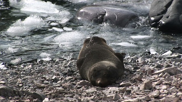 Antarctic Fur Seal - ML467701