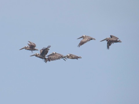Brown Pelican - Roger Horn