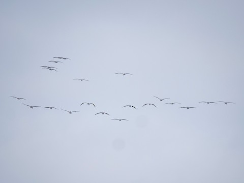 Brown Pelican - Roger Horn