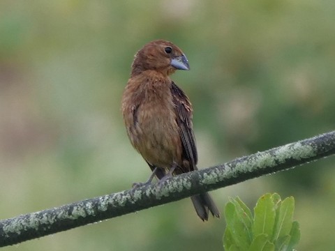 Blue Grosbeak - Roger Horn