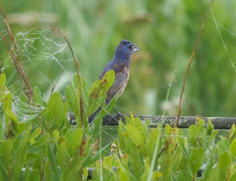 Blue Grosbeak - Roger Horn