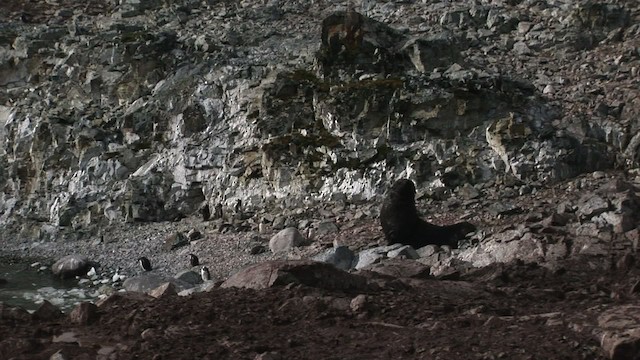 Antarctic Fur Seal - ML467704