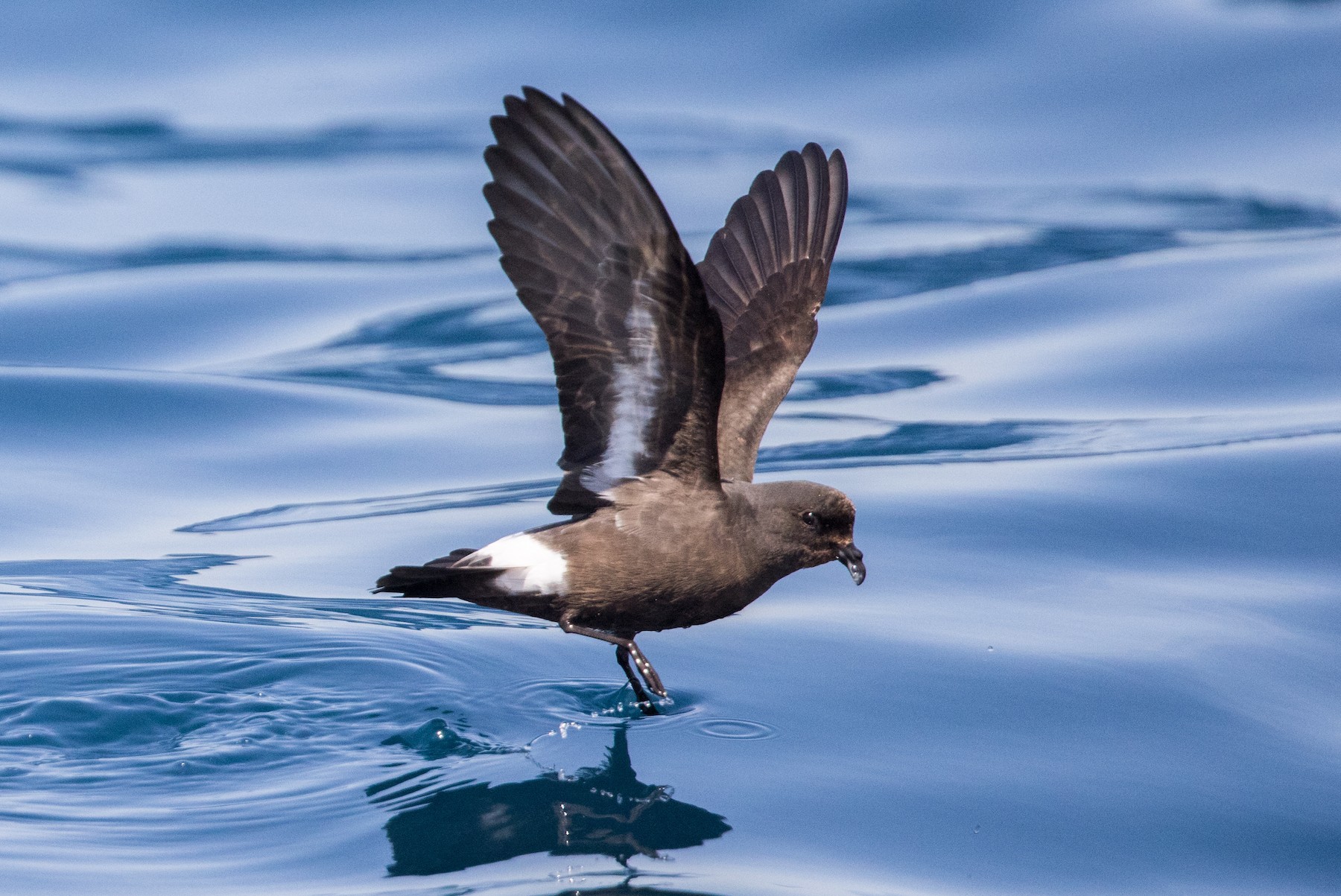 European StormPetrel (Mediterranean) eBird