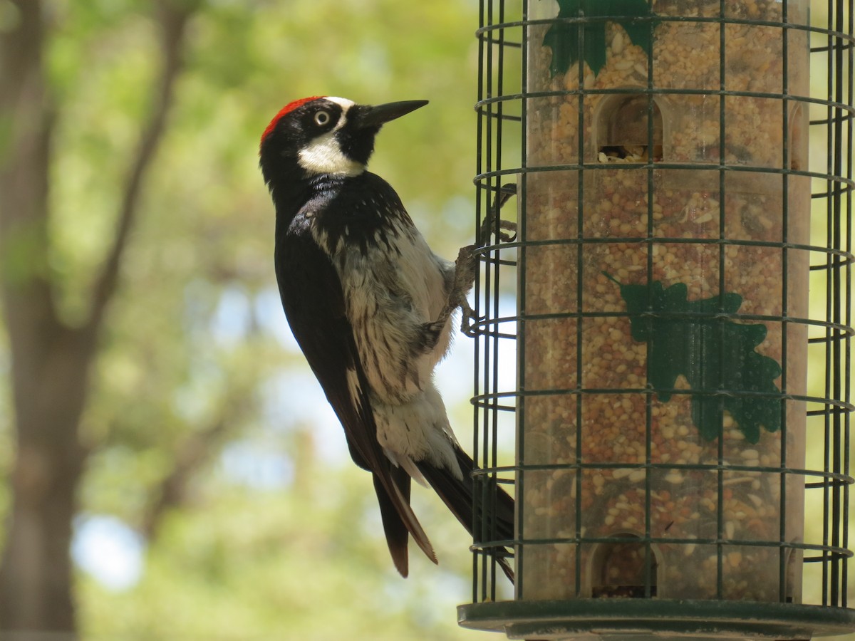 Acorn Woodpecker - ML467705951