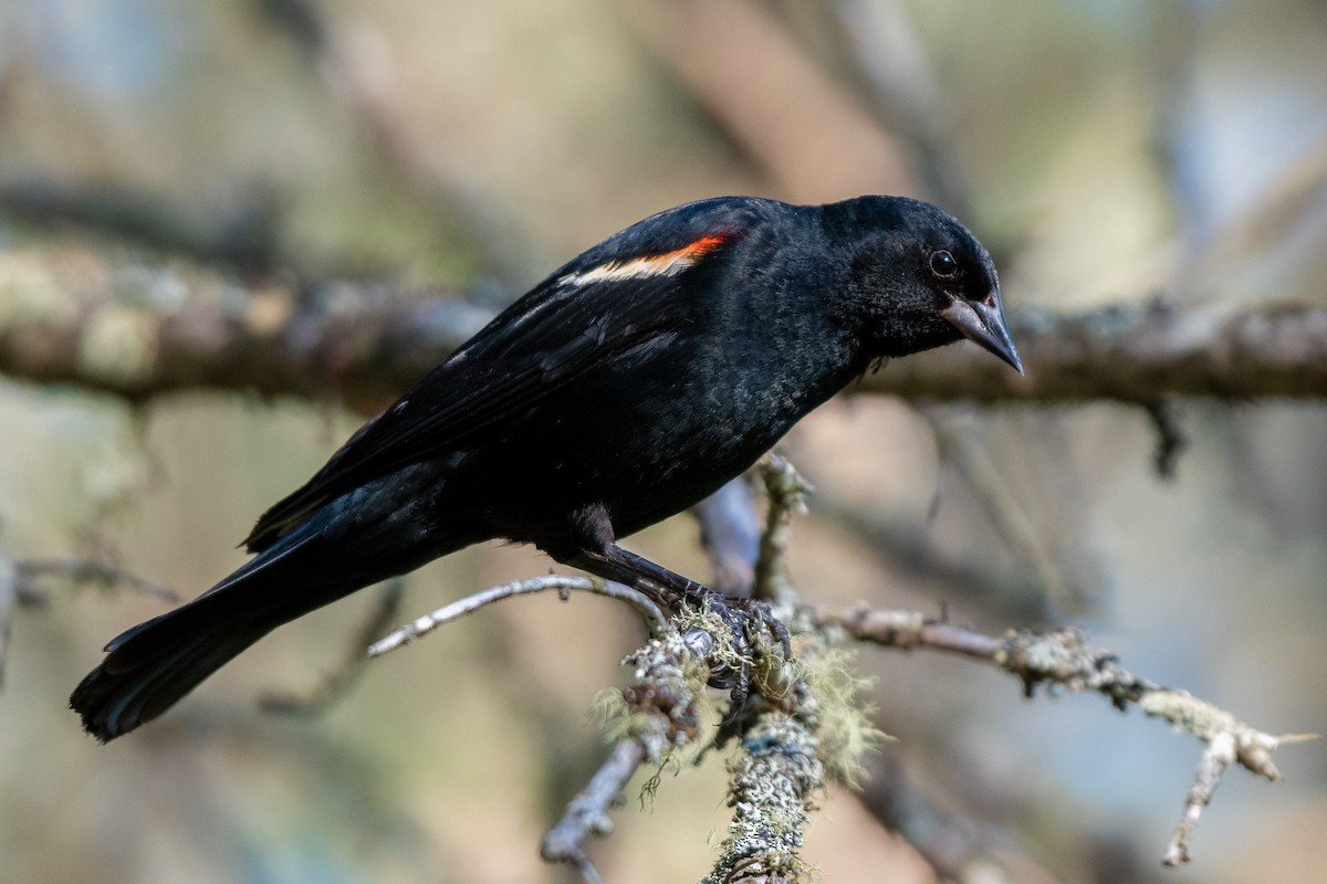 Red-winged Blackbird - ML467710431