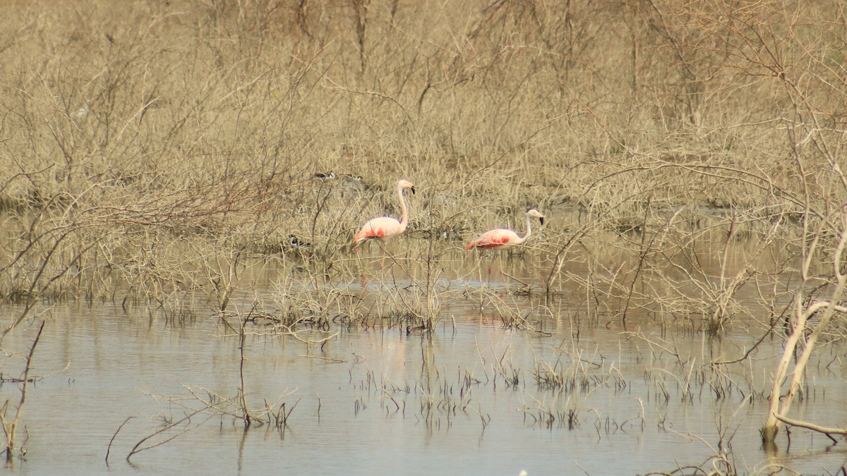 Chilean Flamingo - Jorge Novoa - CORBIDI