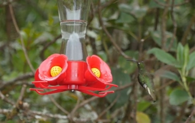 kolibřík aksamitový - ML467720711