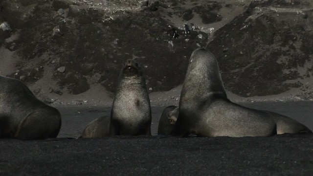 Antarctic Fur Seal - ML467723