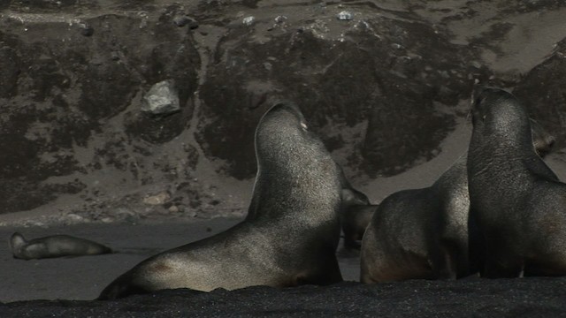 Antarctic Fur Seal - ML467725