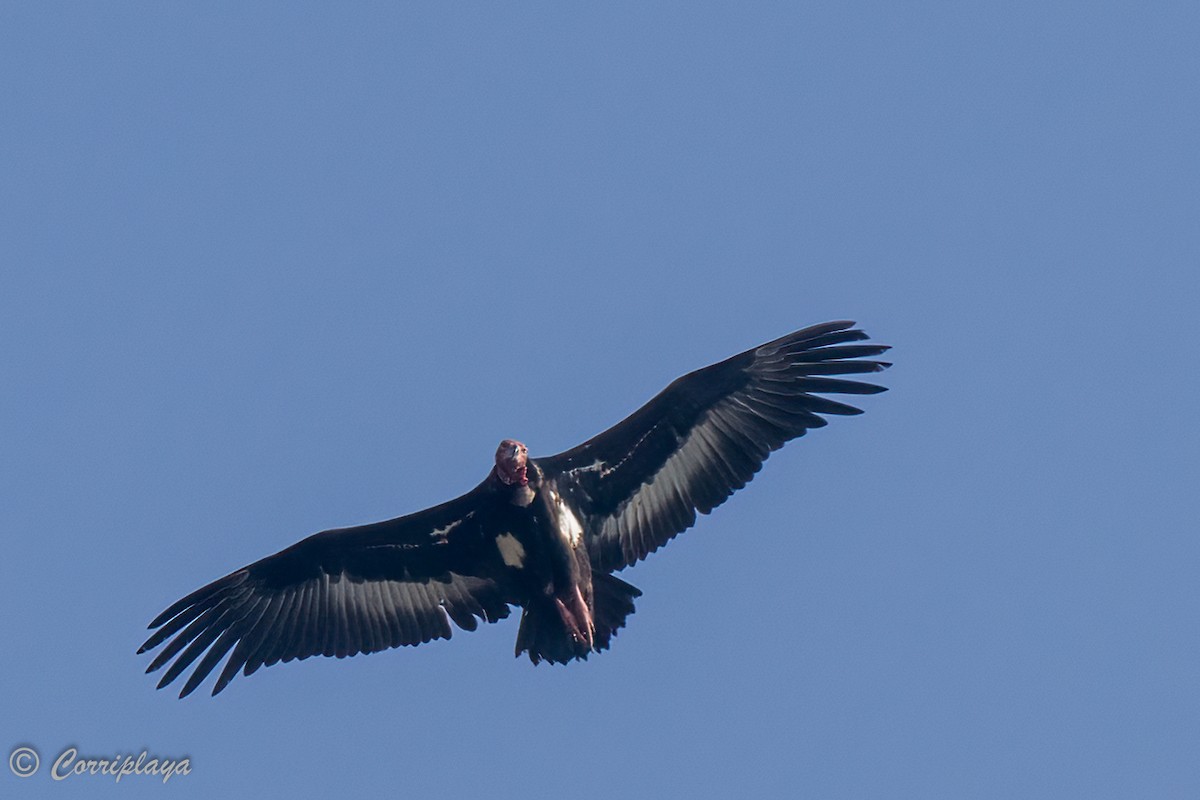 Red-headed Vulture - ML467729791