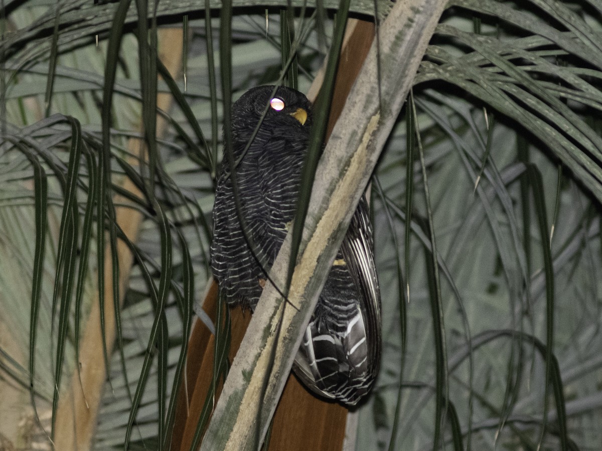 Black-banded Owl - ML467731821