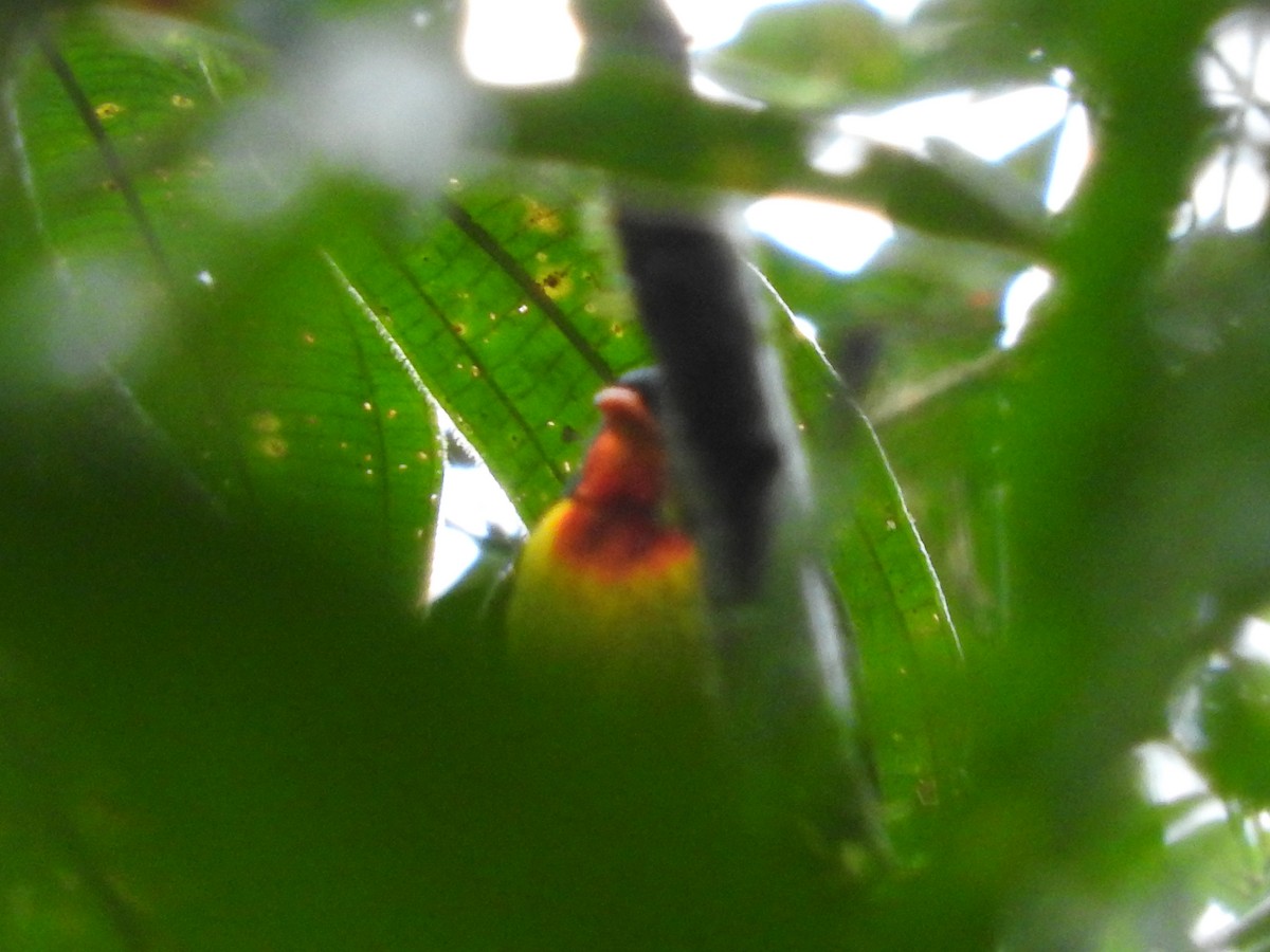 Scarlet-breasted Fruiteater - ML467735131