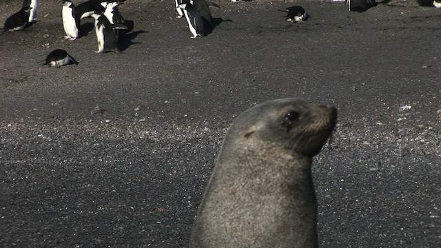 Antarctic Fur Seal - ML467739