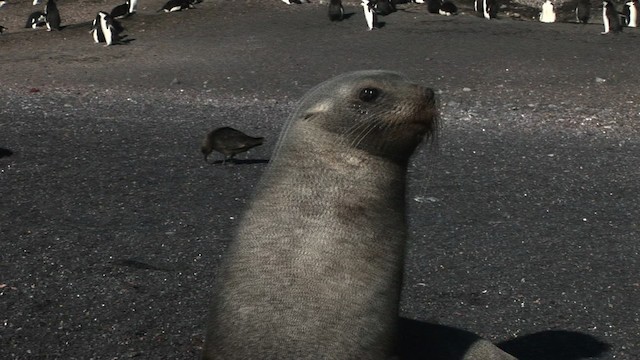 Antarctic Fur Seal - ML467741