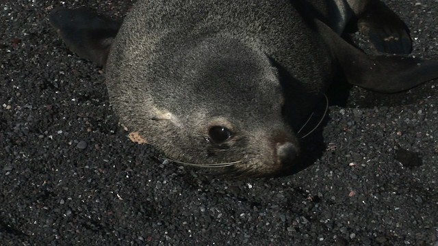 Antarctic Fur Seal - ML467742