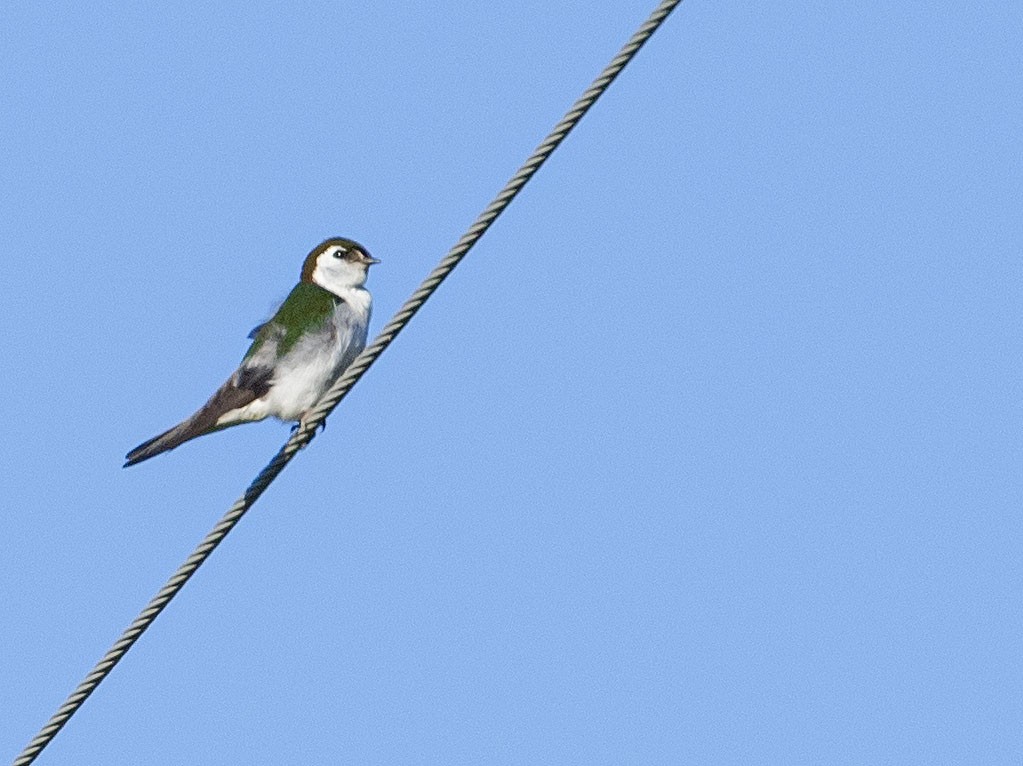 Violet-green Swallow - ML467743981