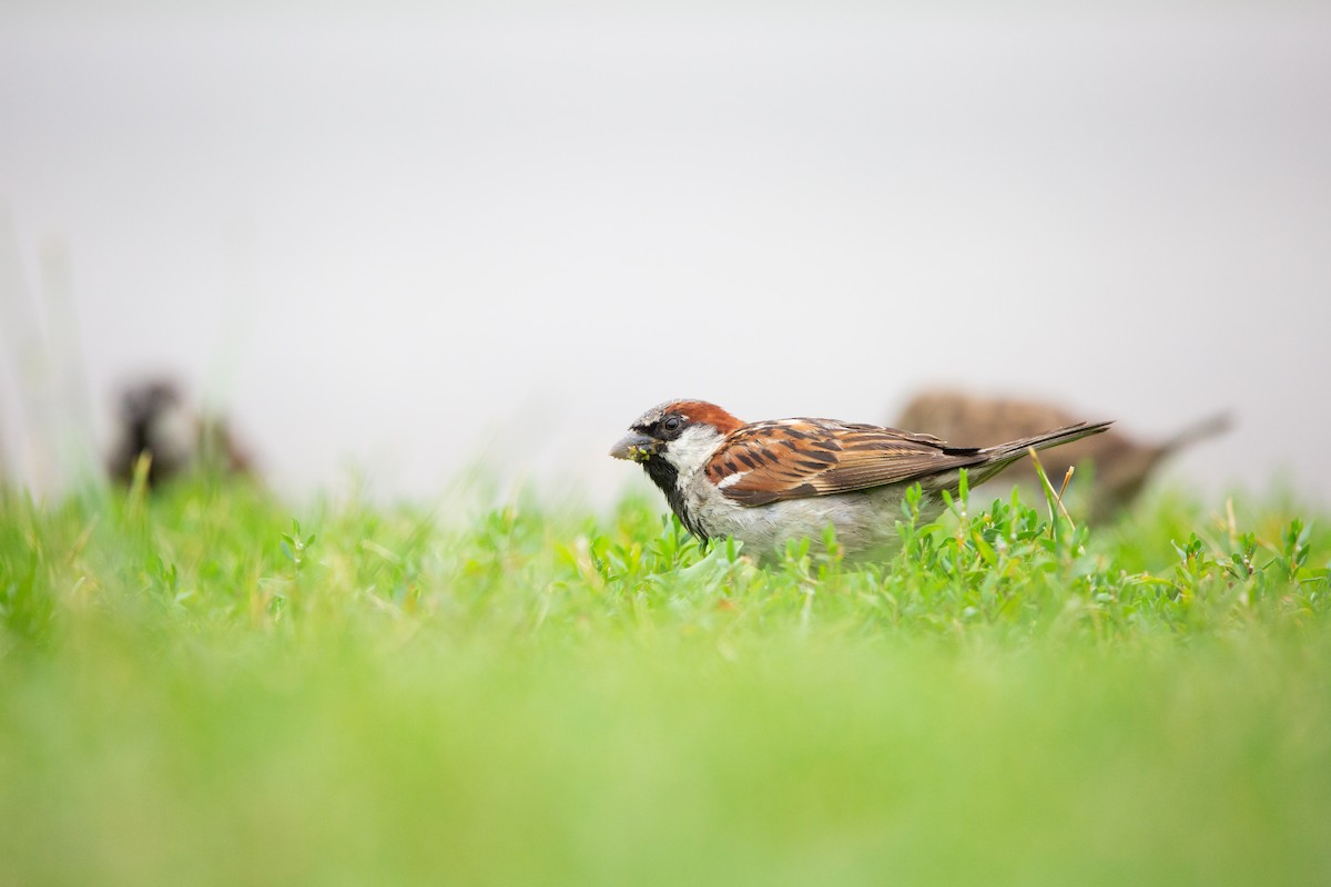 House Sparrow - Jonathan Taffet