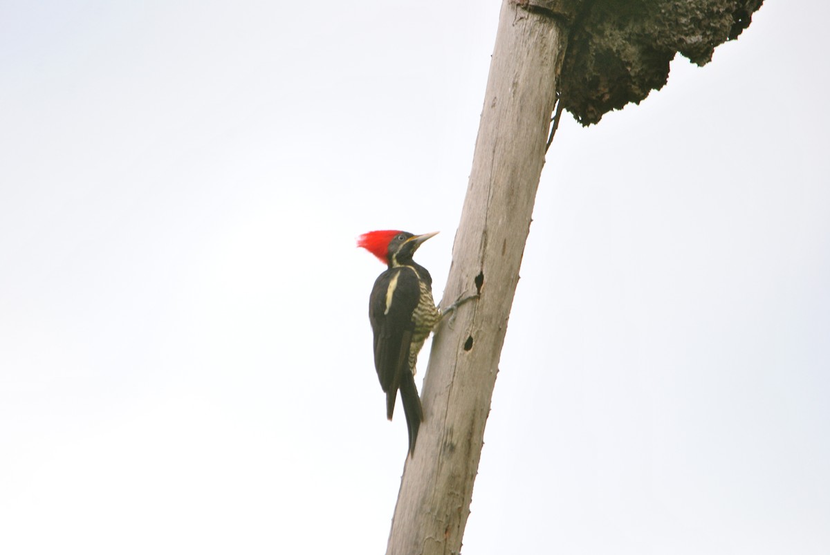 Lineated Woodpecker - Karlo Antonio Soto Huerta