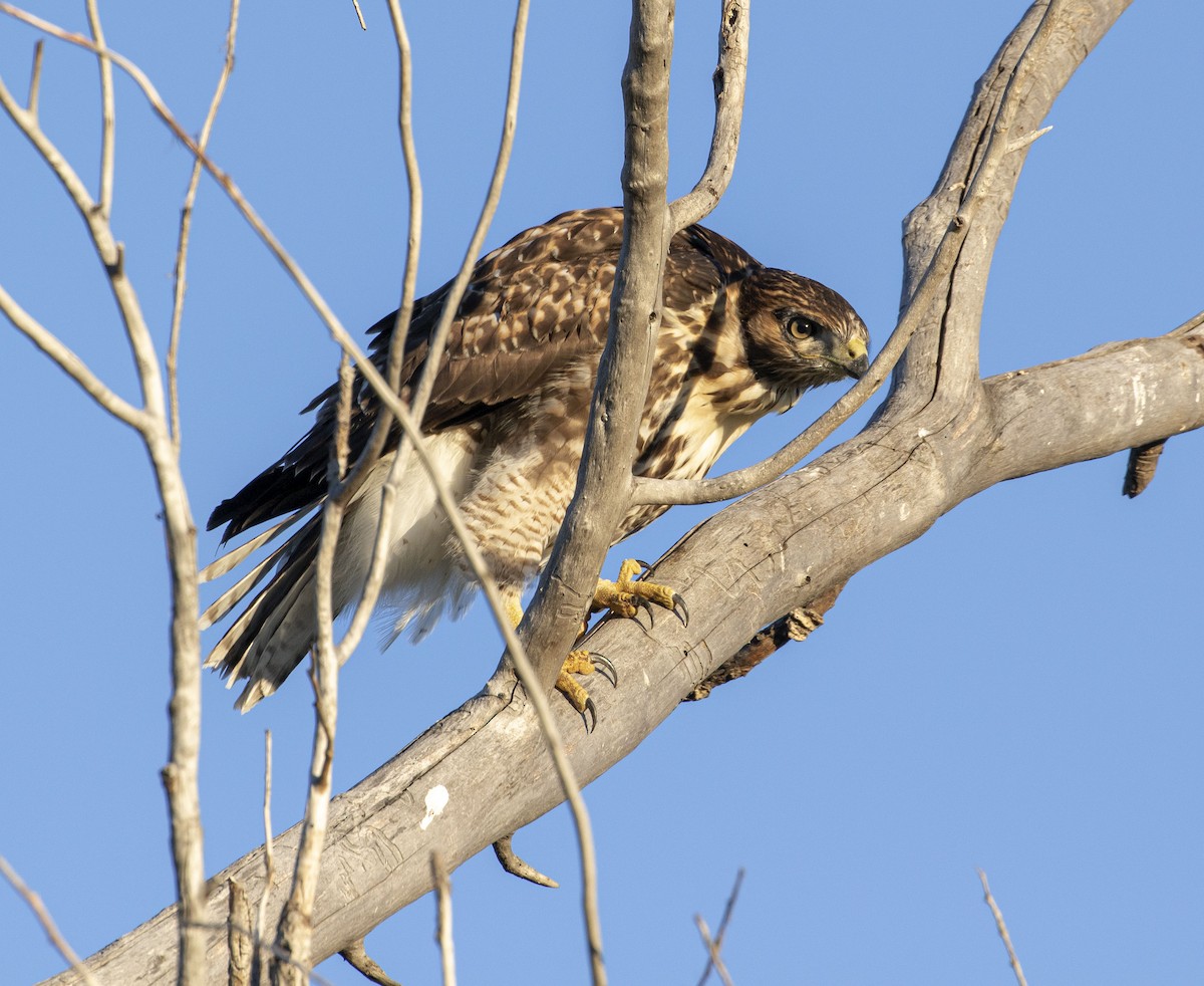 Red-tailed Hawk - ML467753871