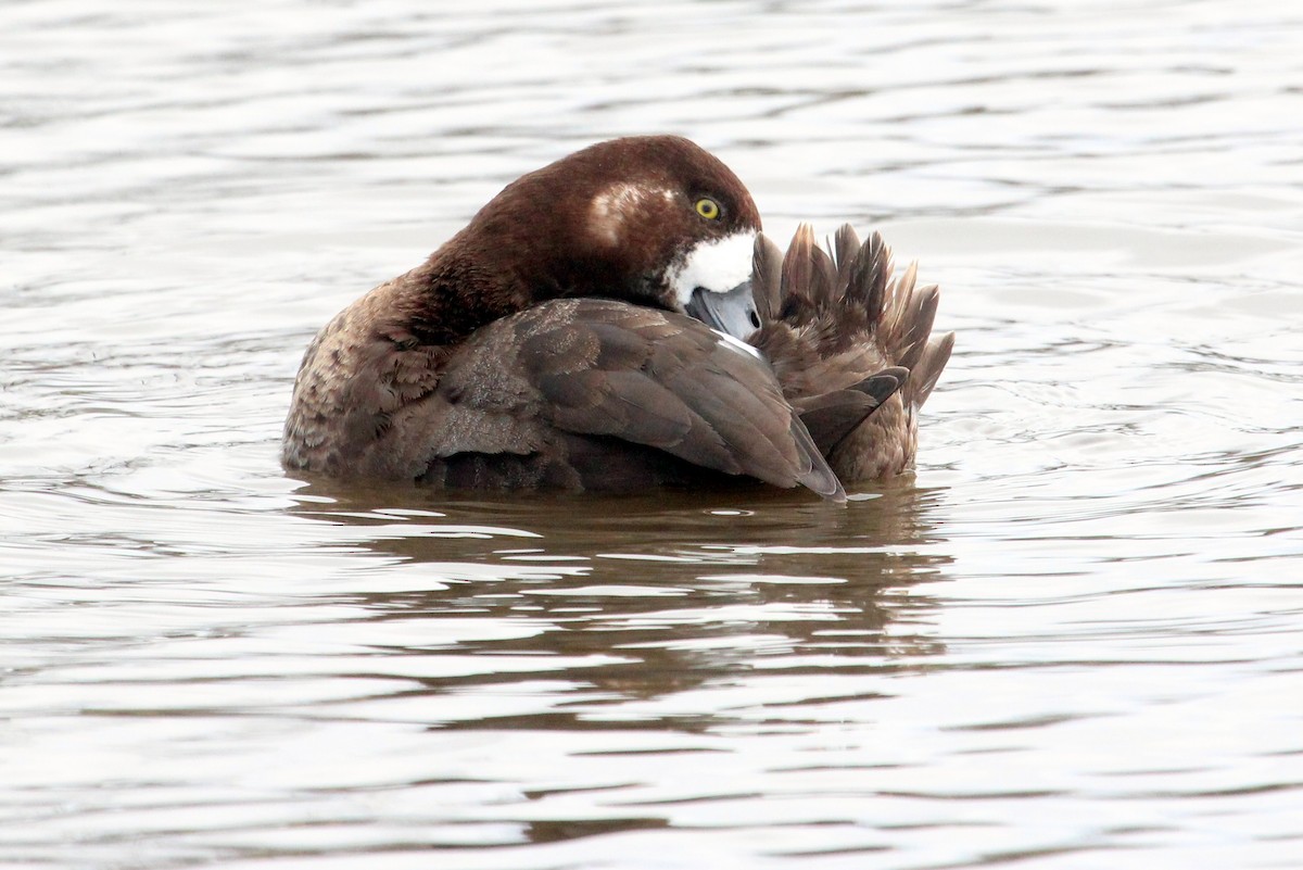 Greater Scaup - ML46775571