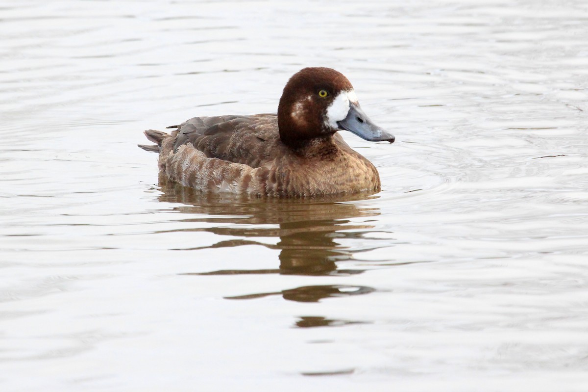Greater Scaup - ML46775591