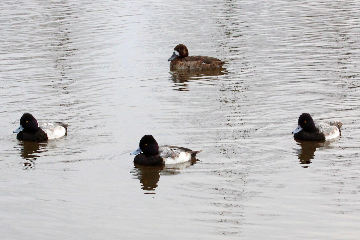 Greater Scaup - ML46775621