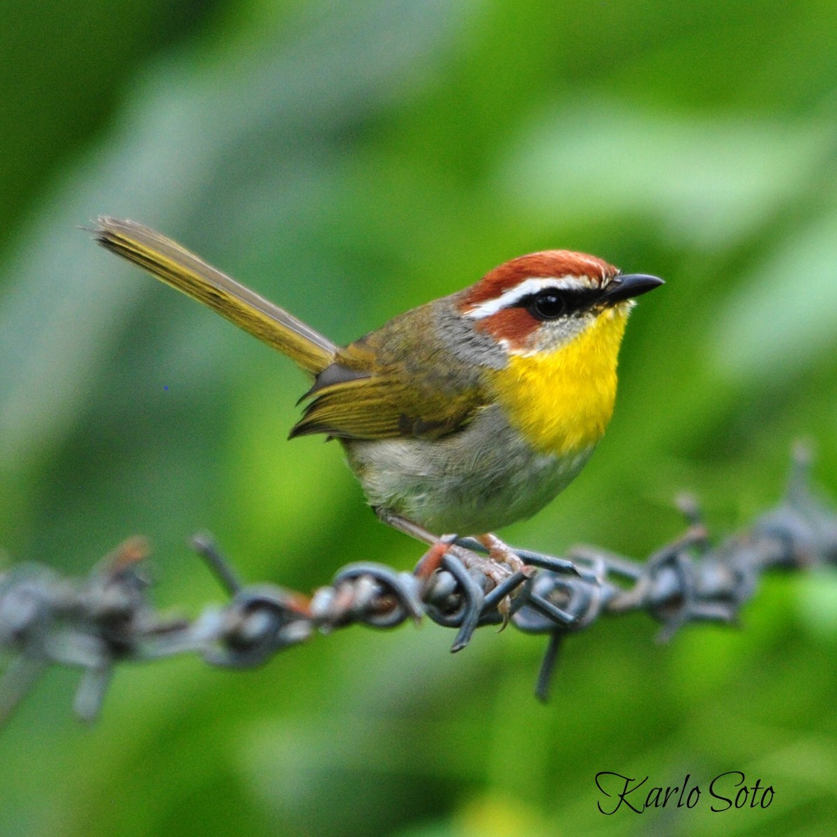 Rufous-capped Warbler - ML46775761