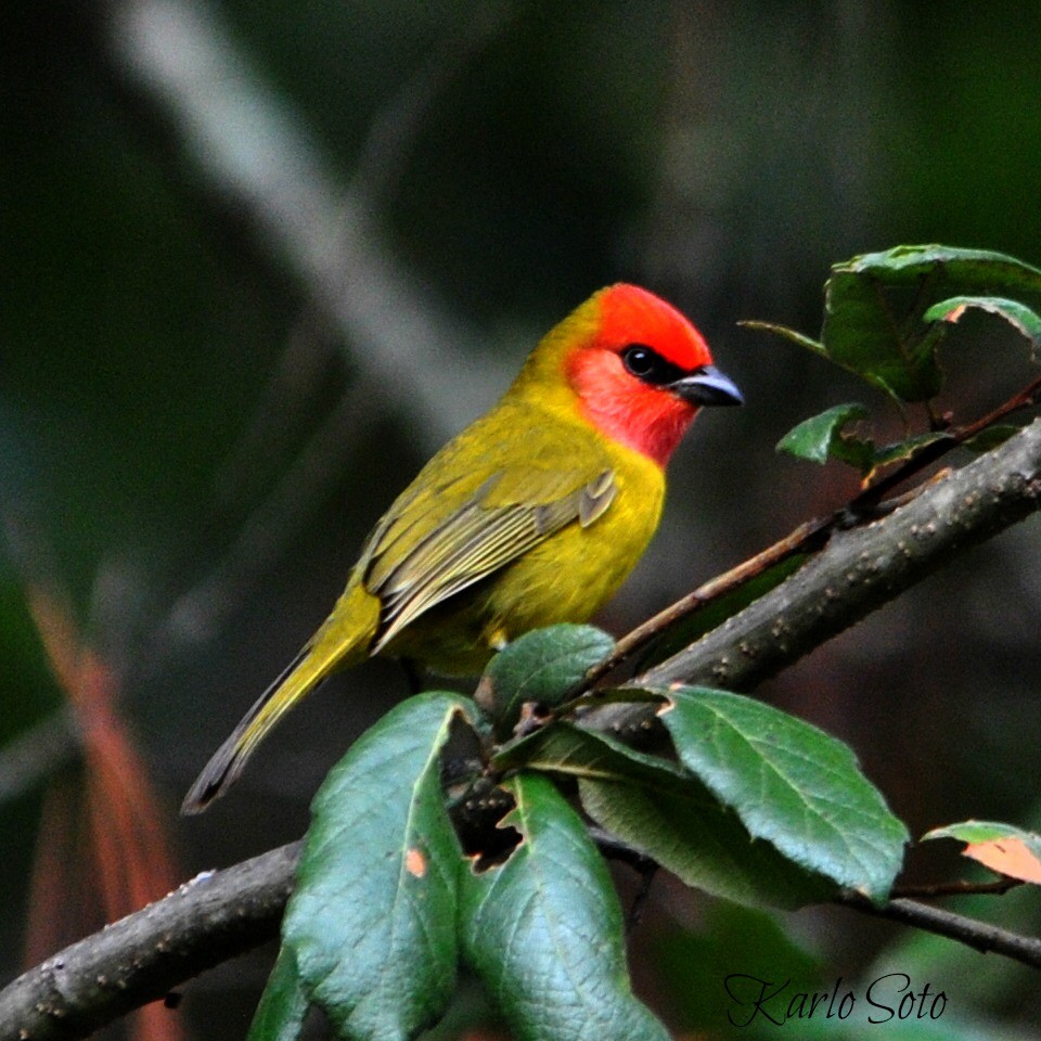 Red-headed Tanager - ML46775841