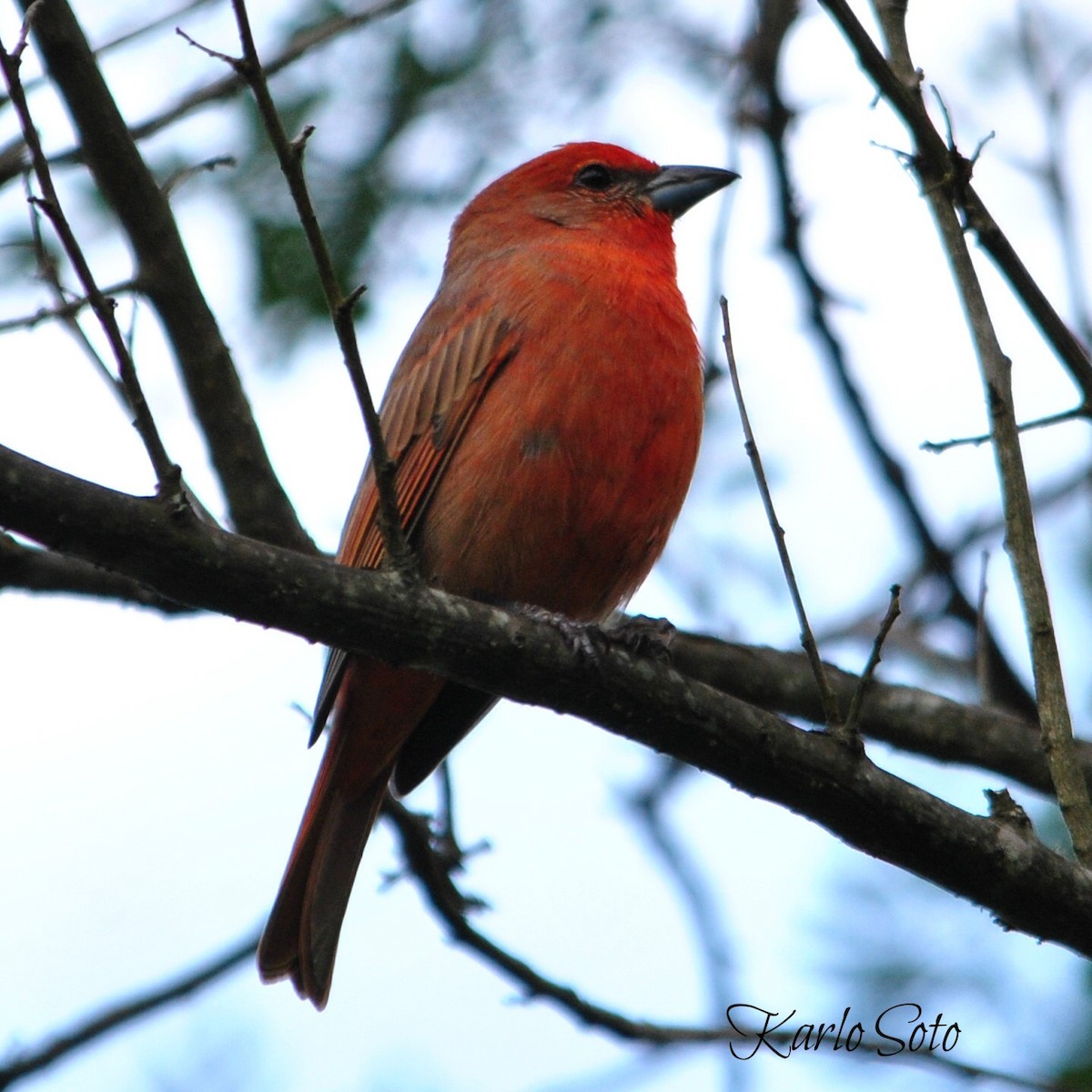 Hepatic Tanager - ML46776001