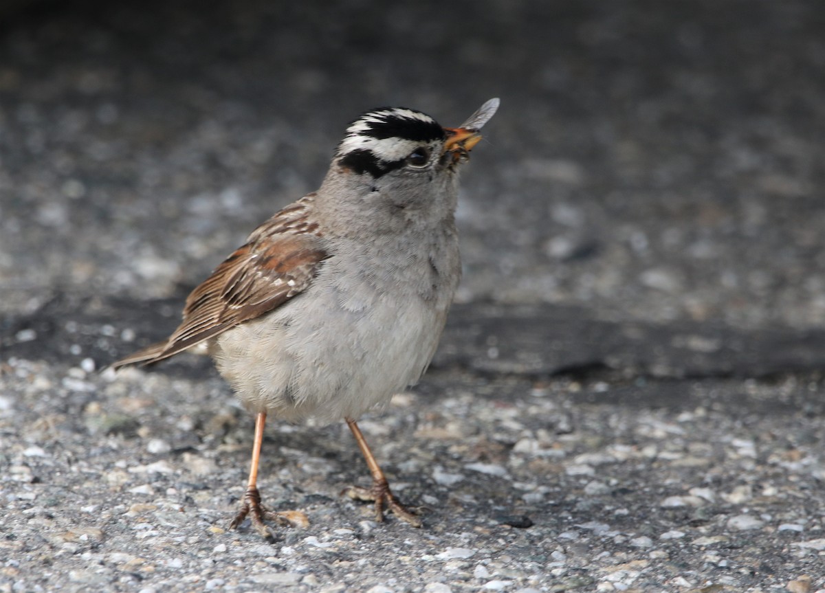 White-crowned Sparrow (Gambel's) - Daniel Lebbin