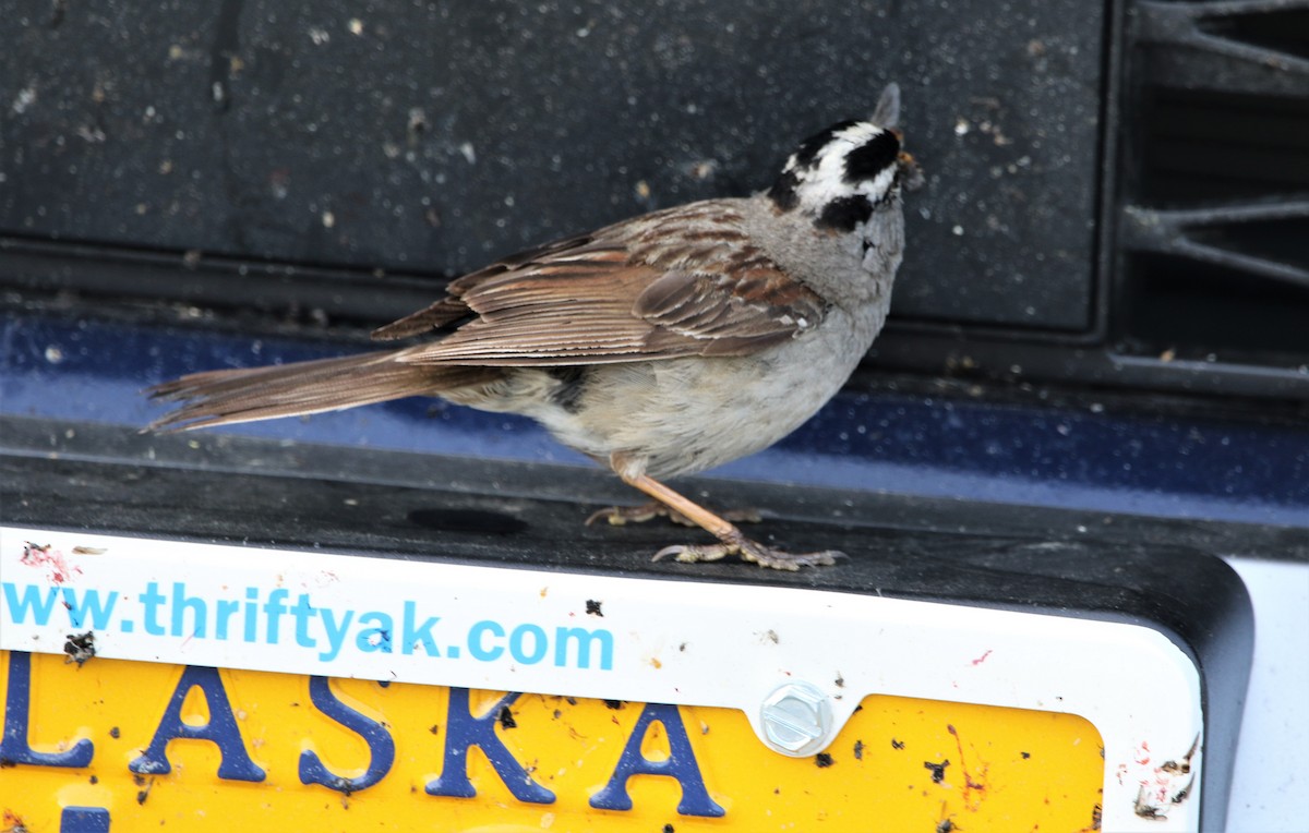 White-crowned Sparrow (Gambel's) - ML467760381