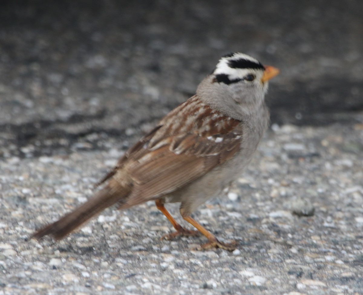 White-crowned Sparrow (Gambel's) - ML467760601