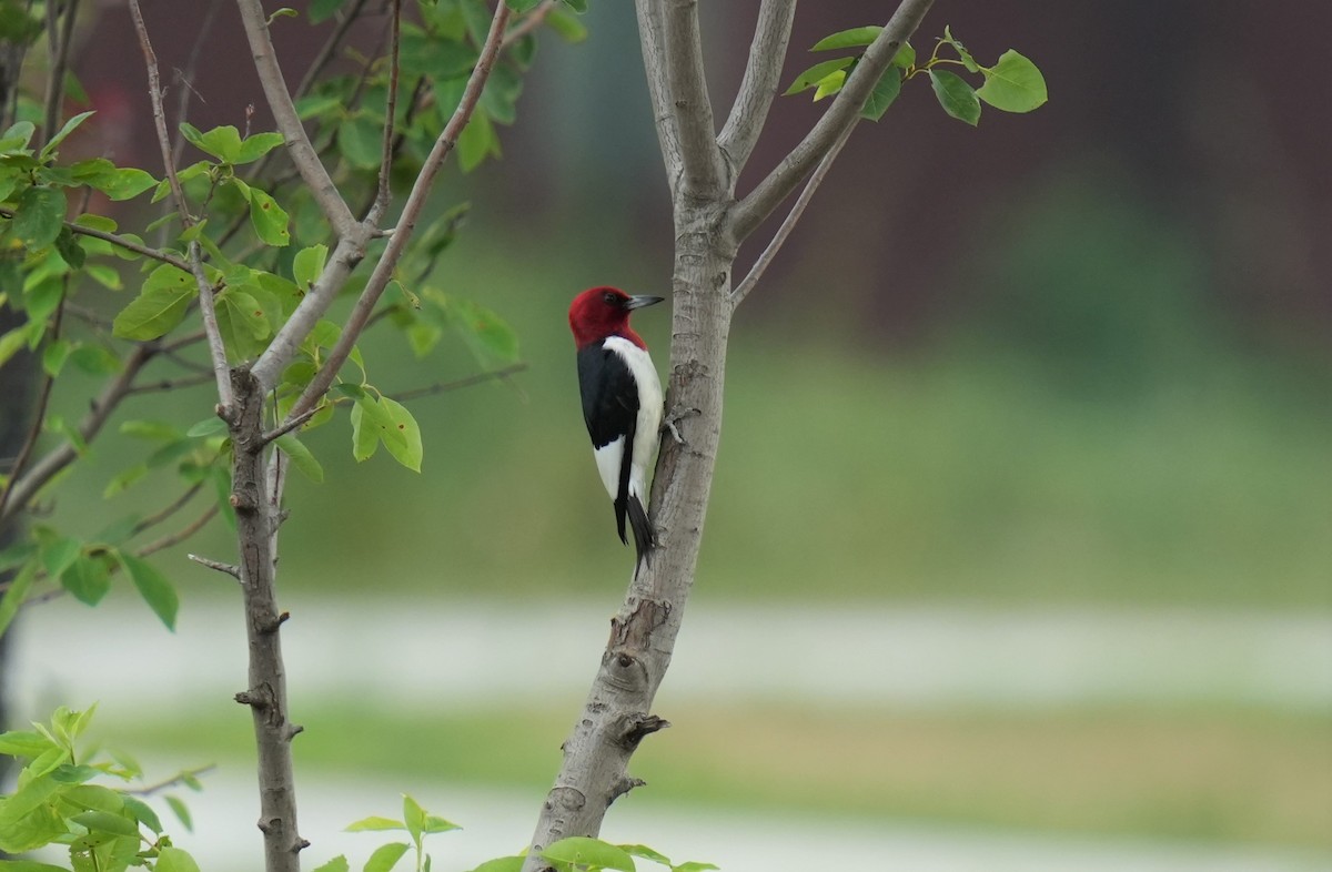 Red-headed Woodpecker - ML467760621