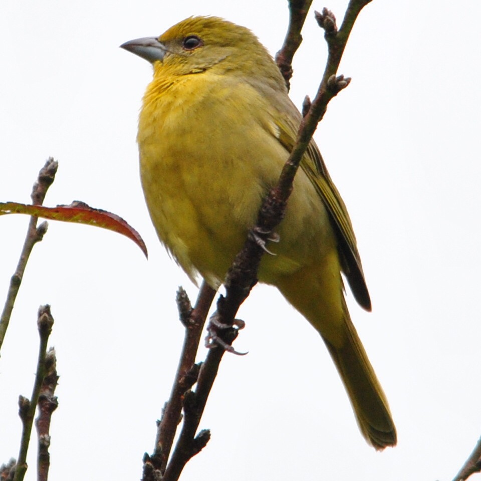 Hepatic Tanager - ML46776181