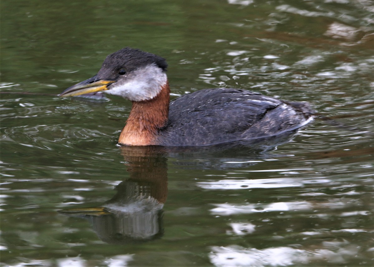 Red-necked Grebe - ML467766011