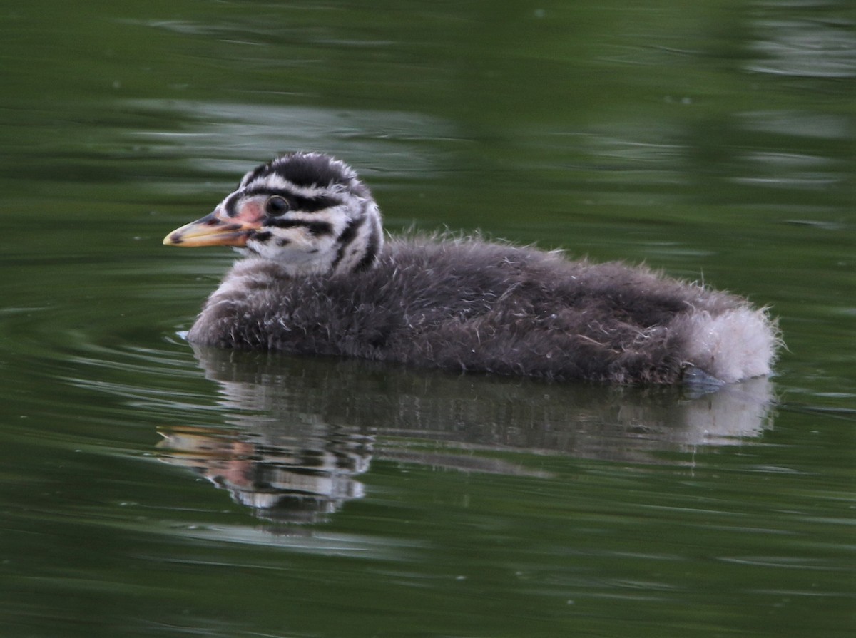Red-necked Grebe - ML467766141