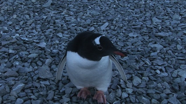 Gentoo Penguin - ML467767