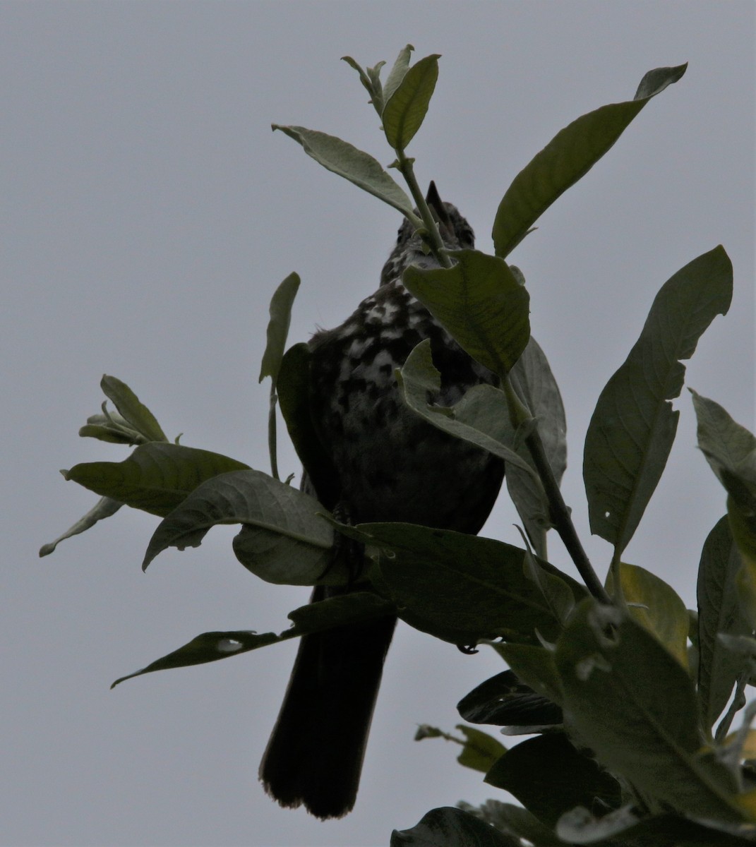 ML467769291 - Fox Sparrow (Sooty) - Macaulay Library