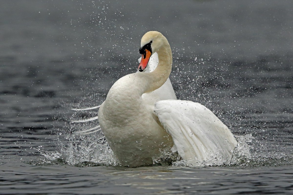Mute Swan - Nigel Voaden