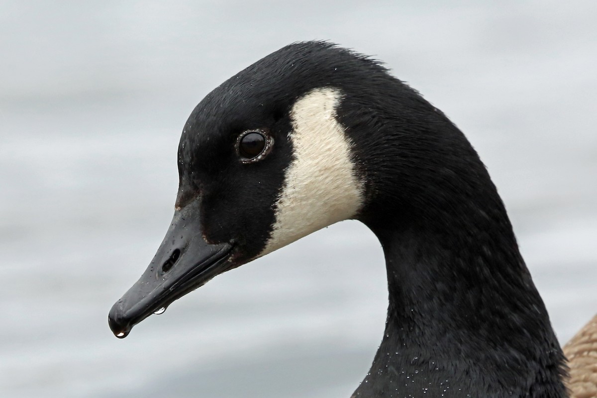 Canada Goose (canadensis Group) - ML46777061