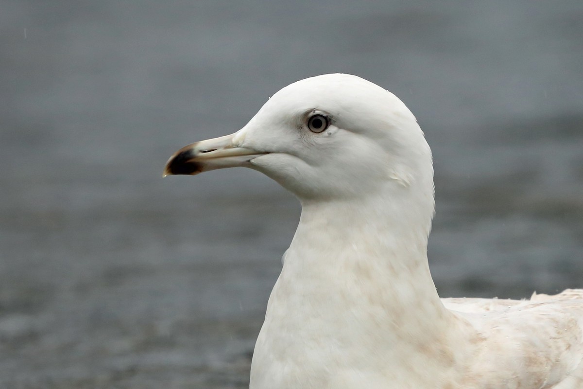 Iceland Gull (glaucoides) - ML46777091
