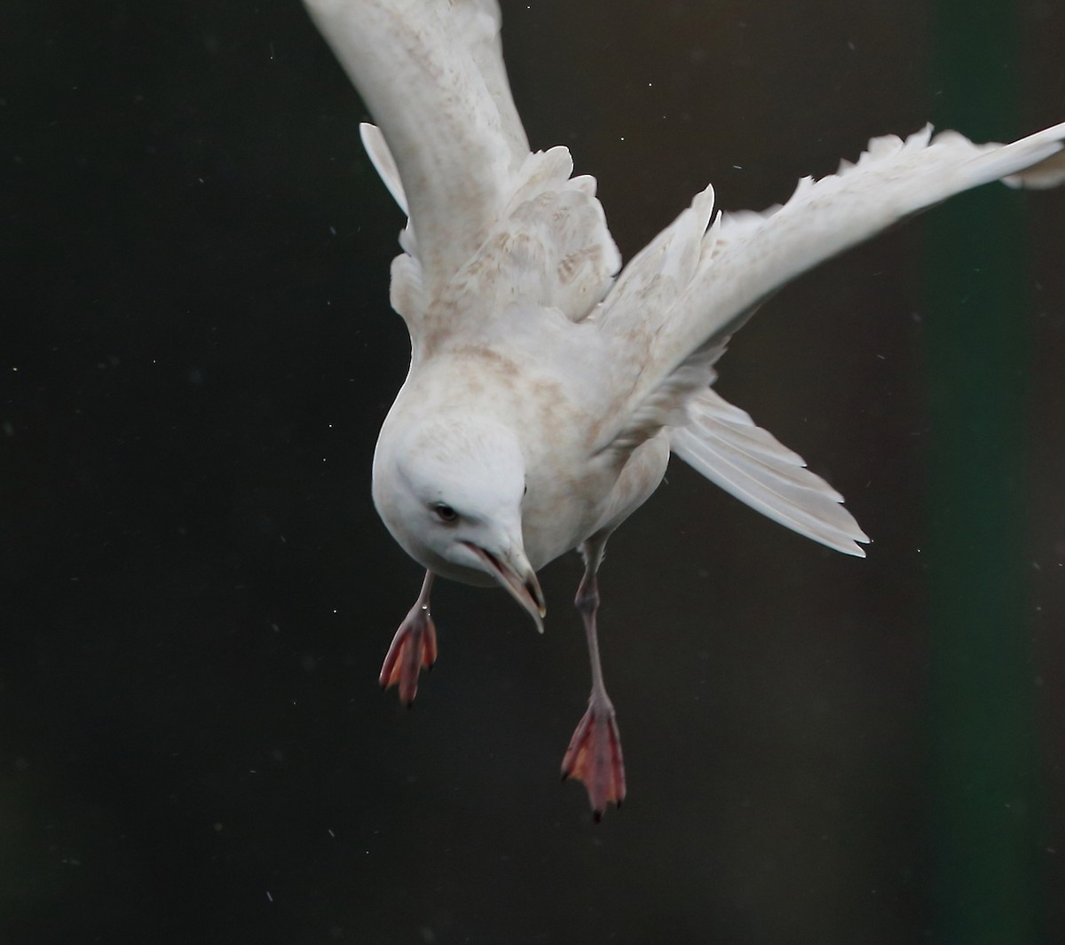 Iceland Gull (glaucoides) - Nigel Voaden