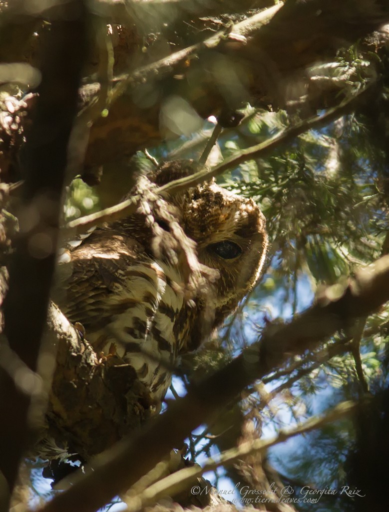 Mottled Owl - manuel grosselet