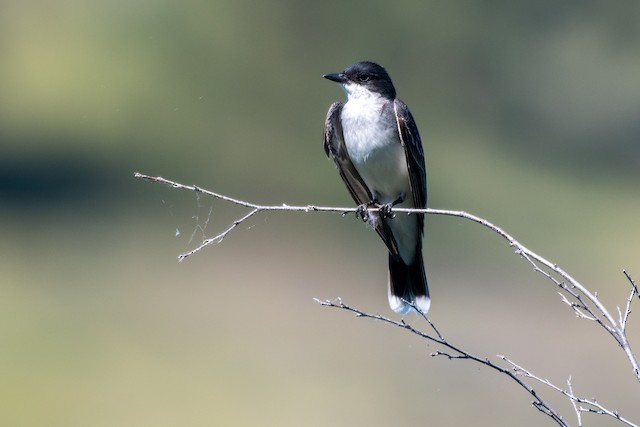 Eastern Kingbird at Pearrygin Lake SP by Chris McDonald