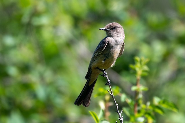 Say's Phoebe at Pearrygin Lake SP by Chris McDonald